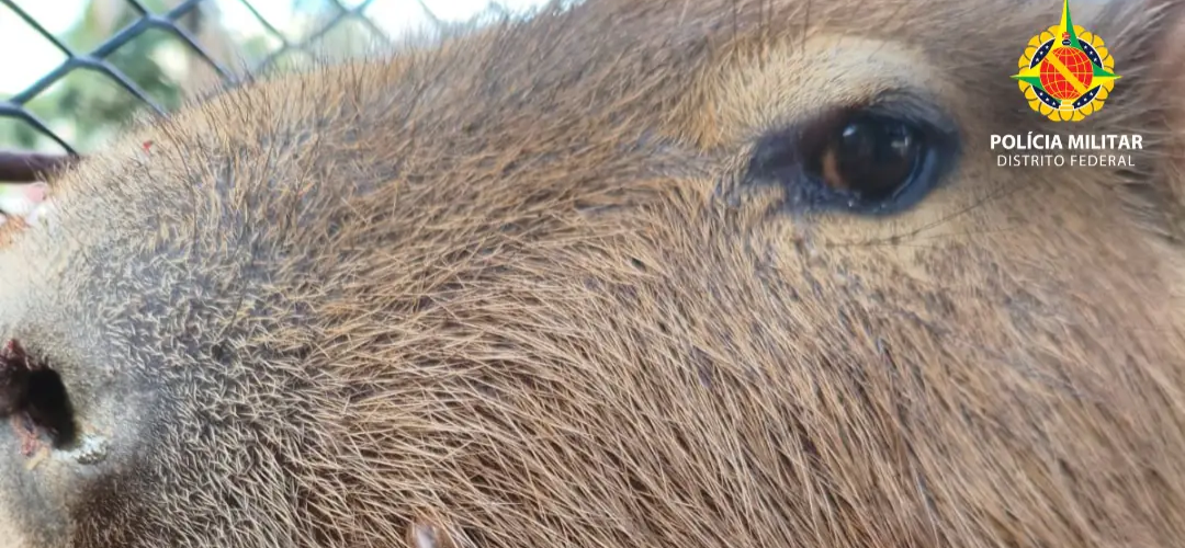 Capivara é resgatada em estacionamento no Guará