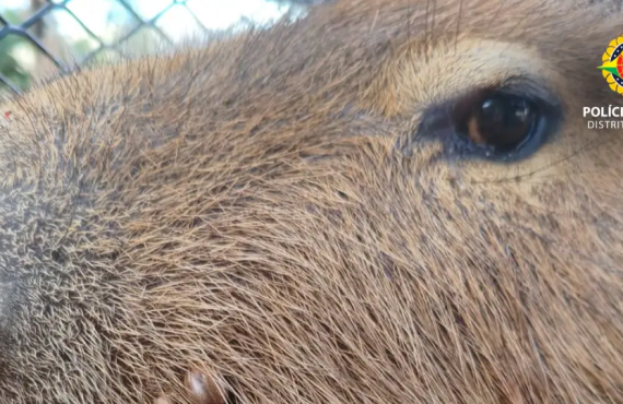 Capivara é resgatada em estacionamento no Guará